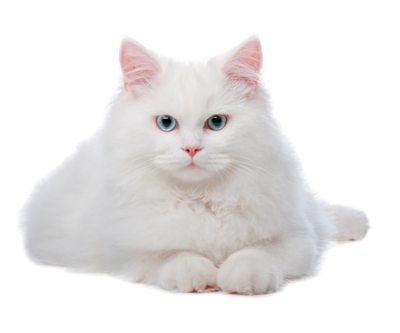 Compensation certificate for 300 kg of CO2 - Angora Cat