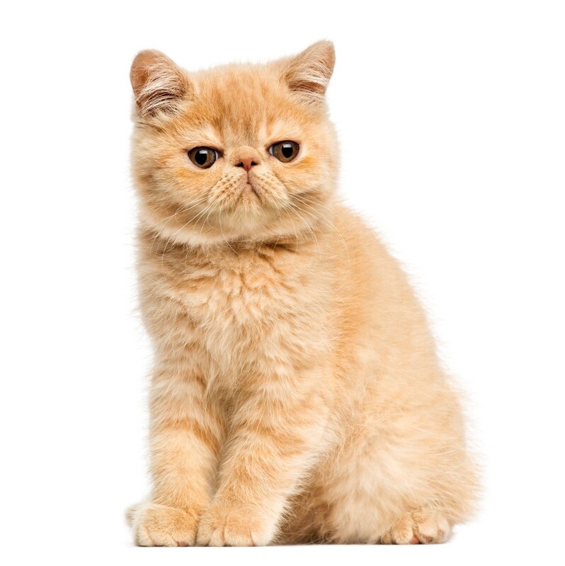 Compensation certificate for 300 kg of CO2 - Exotic Cat