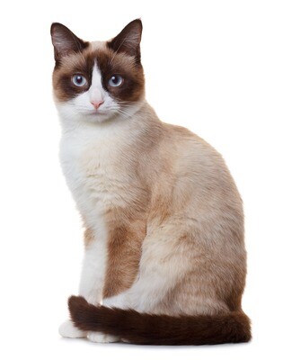 Compensation certificate for 200 kg of CO2 - Snowshoe Cat