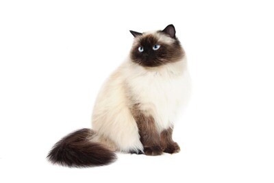 Compensation certificate for 400 kg of CO2 - Himalayan Cat