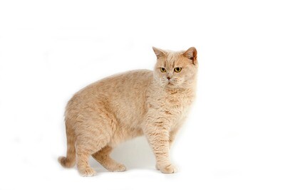 Compensation certificate for 300 kg of CO2 - British Cream Cat