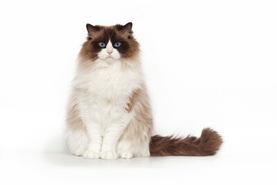 Compensation certificate for 400 kg of CO2 - Ragdoll Cat