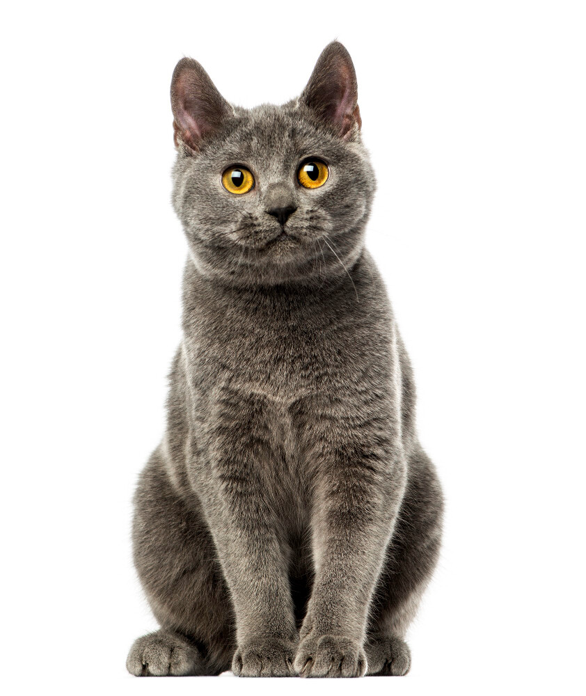 Compensation certificate for 300 kg of CO2 - Chartreux Cat