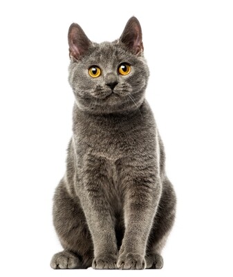 Compensation certificate for 300 kg of CO2 - Chartreux Cat