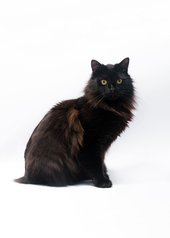 Compensation certificate for 300 kg of CO2 - Tiffanie Cat