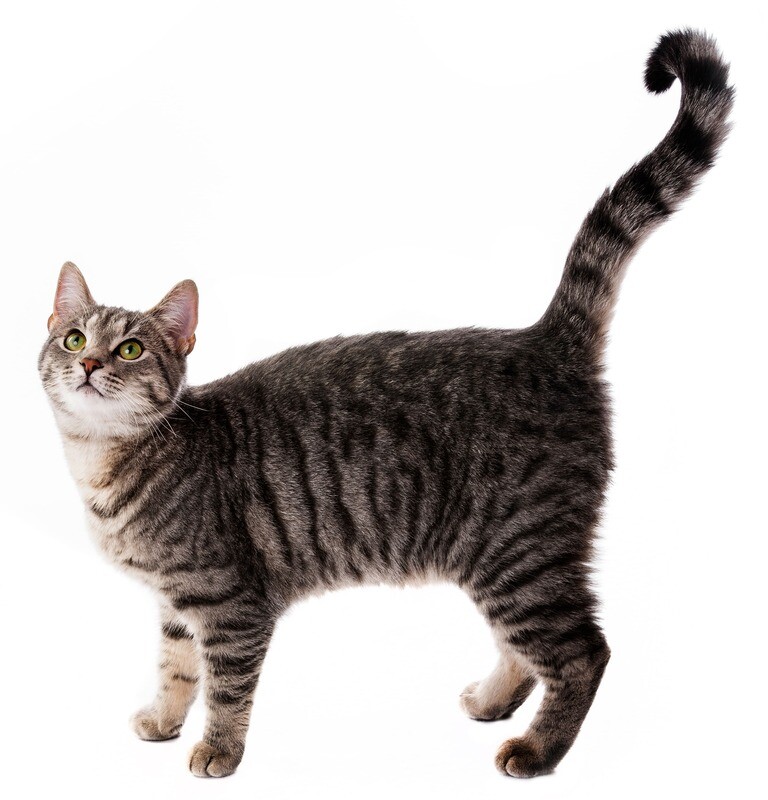 Compensation certificate for 300 kg of CO2 - Domestic Shorthair