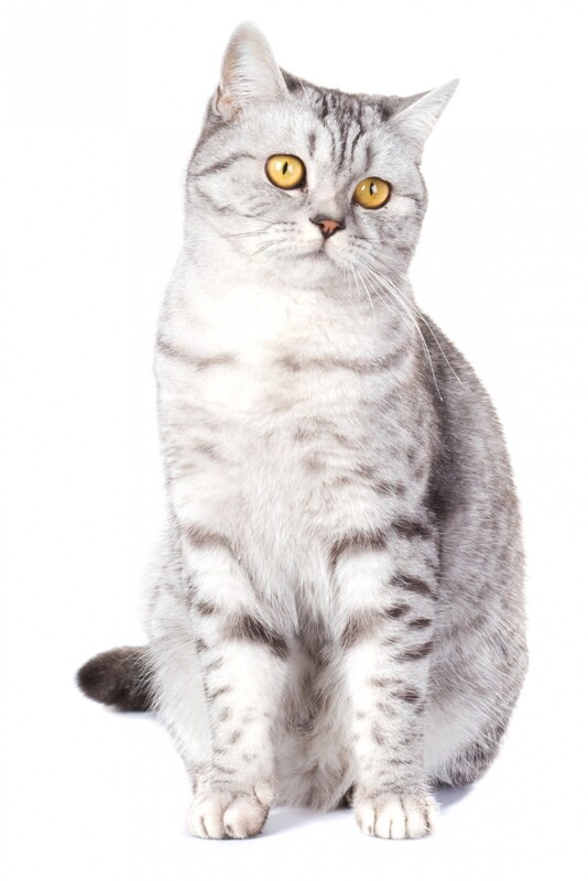 Compensation certificate for 300 kg of CO2 - Moggy Cat