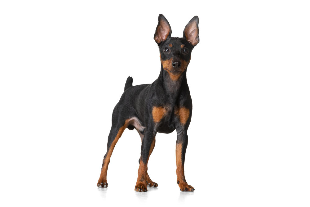 Compensation certificate for 700 kg of CO2 - Pinscher