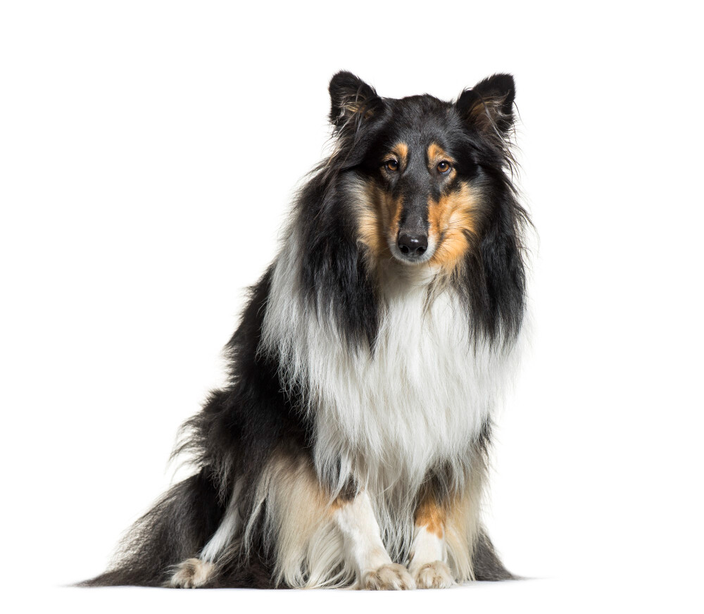Compensation certificate for 800 kg of CO2 - Rough Collie (Scottish Collie)