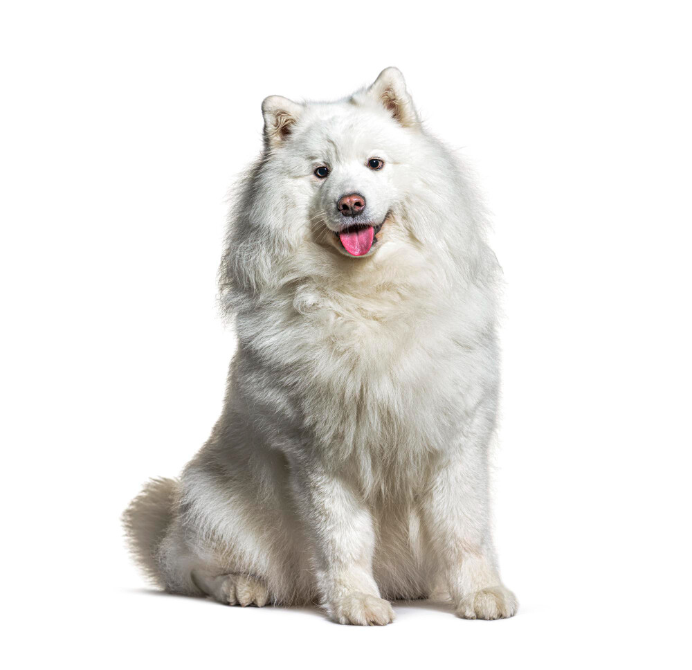 Compensation certificate for 900 kg of CO2 - Samoyed