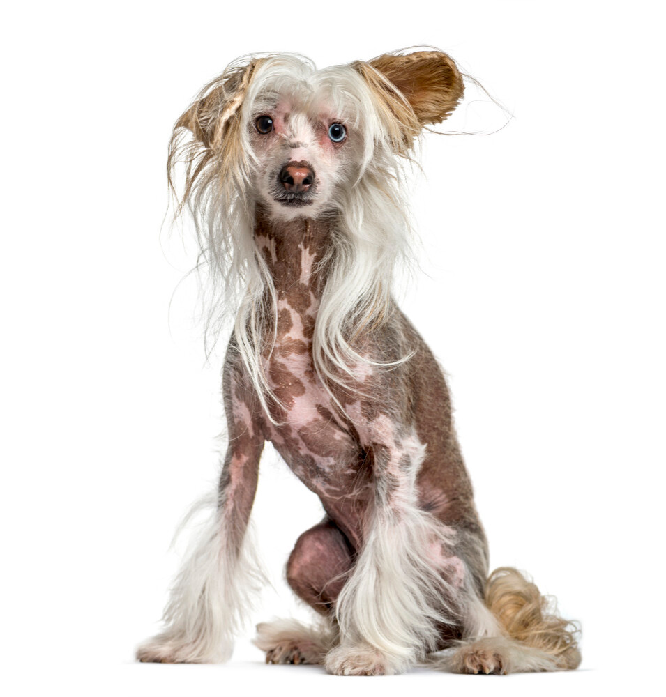Compensation certificate for 300 kg of CO2 - Chinese Crested Dog