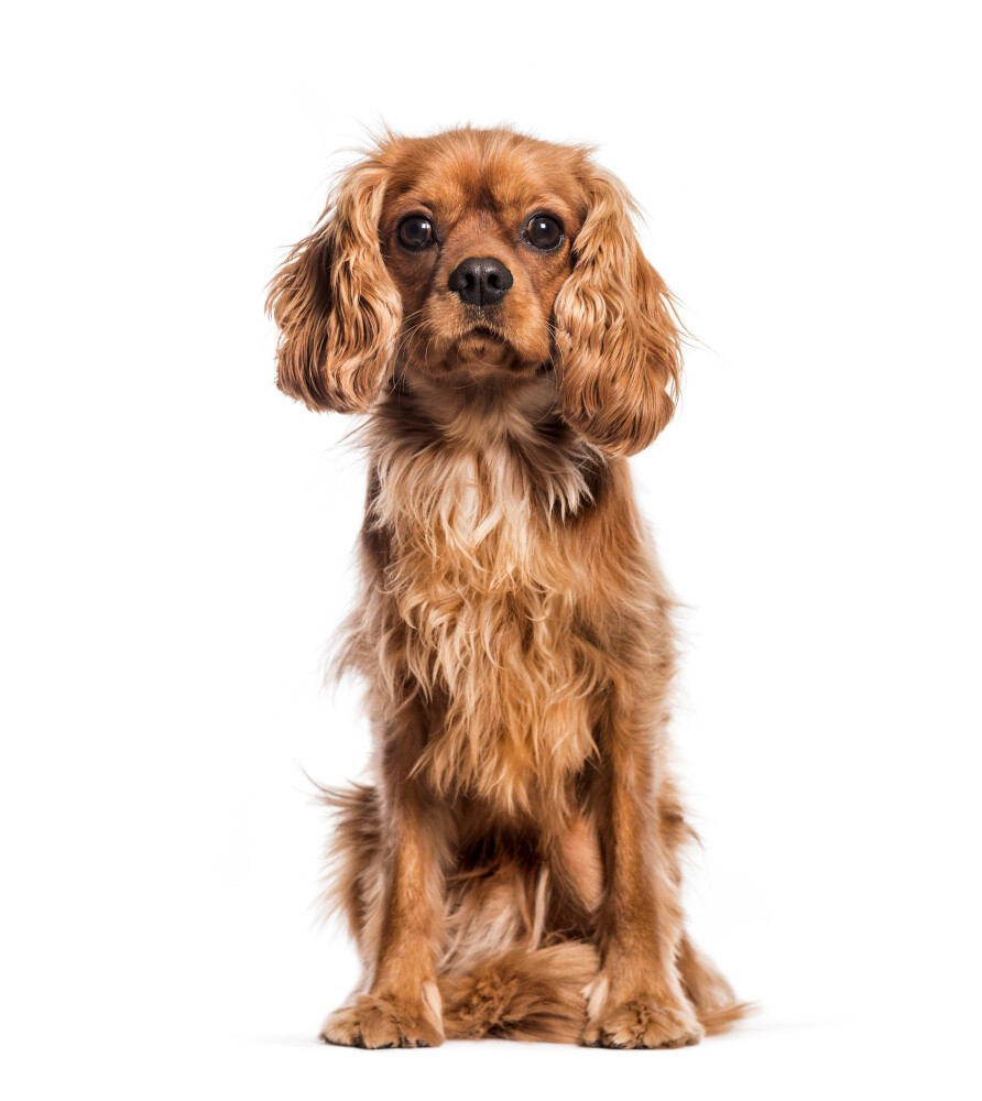 Compensation certificate for 400 kg of CO2 - Cavalier King Charles Spaniel