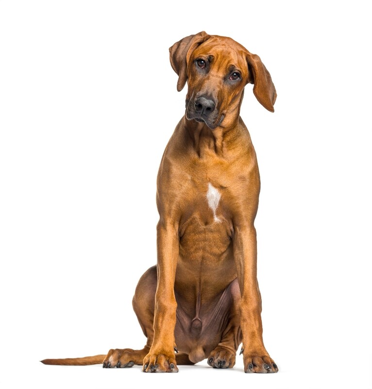 Compensation certificate for 1,300 kg of CO2 - Rhodesian Ridgeback