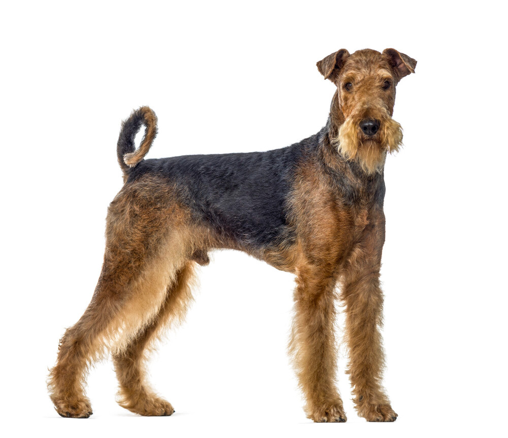 Compensation certificate for 900 kg of CO2 - Airedale Terrier
