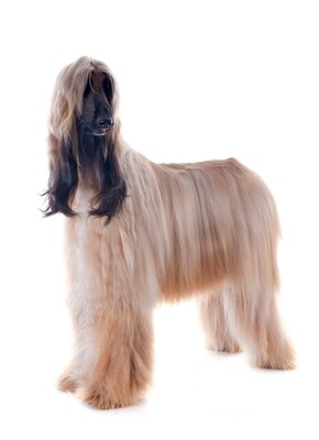 Compensation certificate for 1,100 kg of CO2 - Afghan Hound