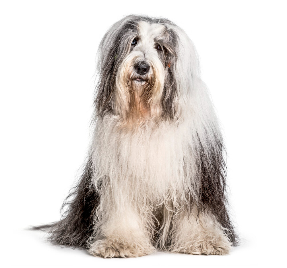 Compensation certificate for 1,300 kg of CO2 - Bobtail (Old English Sheepdog)