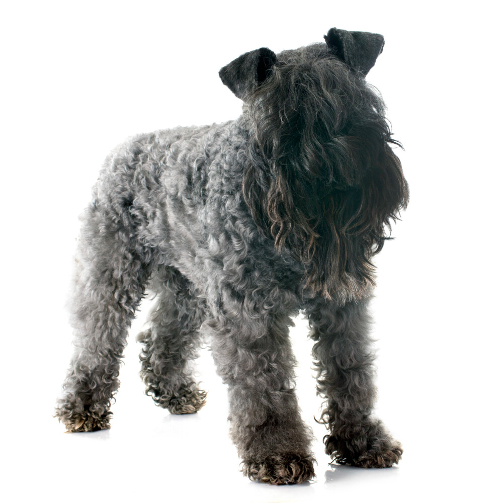 Compensation certificate for 700 kg of CO2 - Kerry Blue Terrier
