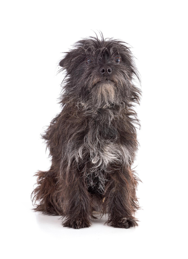 Compensation certificate for 400 kg of CO2 - Cairn Terrier