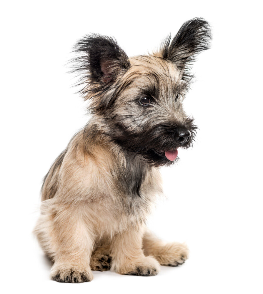 Compensation certificate for 700 kg of CO2 - Skye Terrier