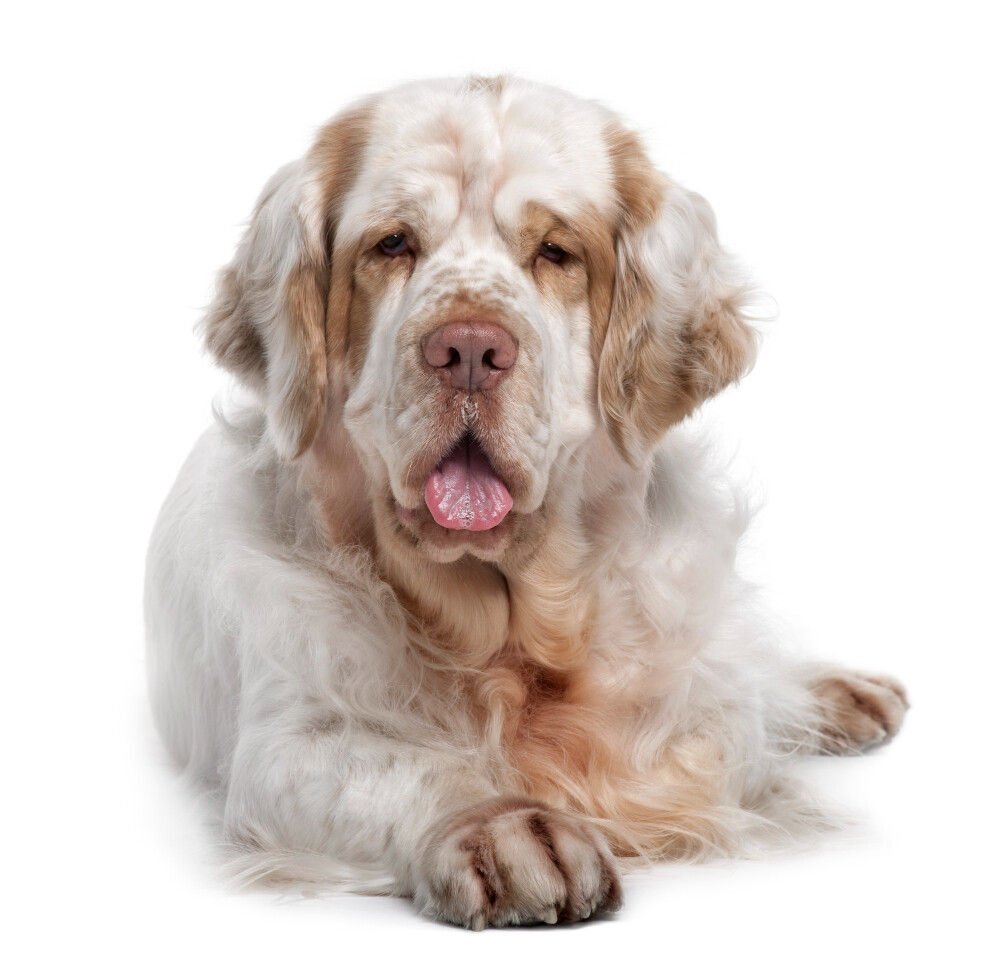 Compensation certificate for 1,200 kg of CO2 - Clumber Spaniel