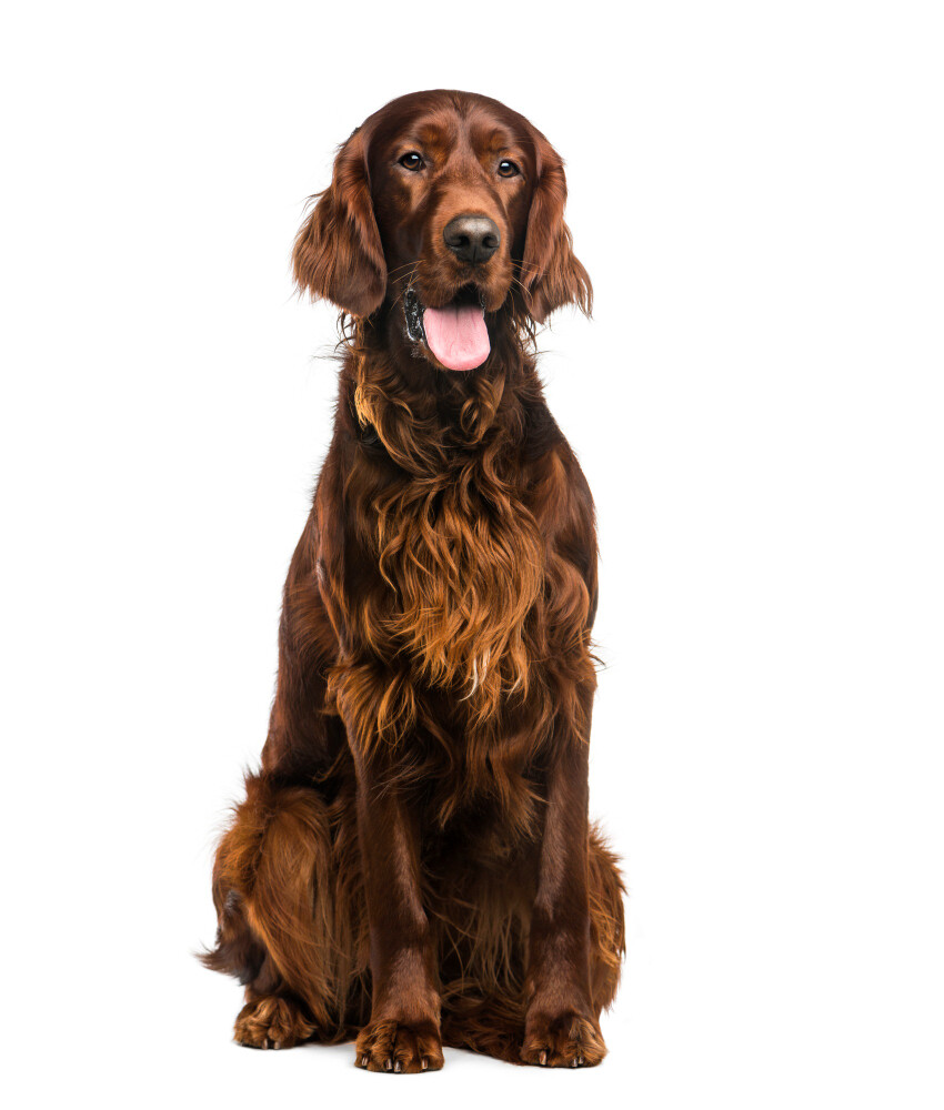 Compensation certificate for 1,000 kg of CO2 - Irish Setter