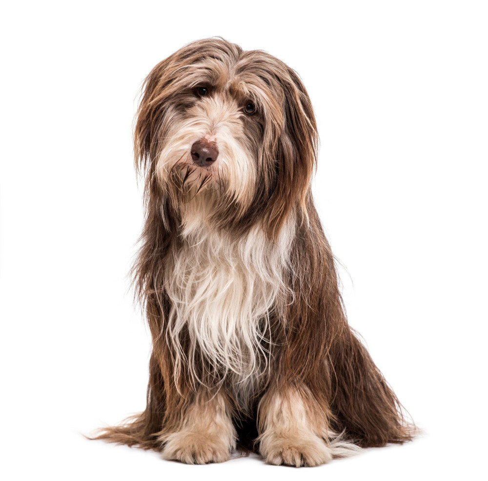 Compensation certificate for 800 kg of CO2 - Bearded Collie (Highland Collie)
