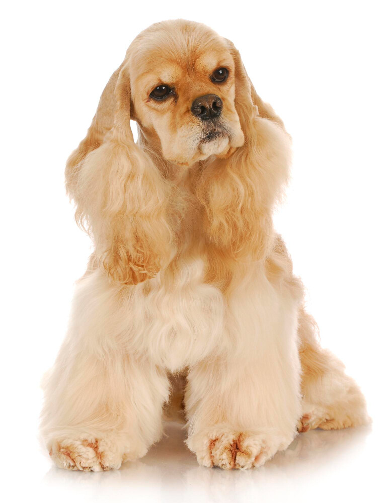 Compensation certificate for 600 kg of CO2 - American Cocker Spaniel