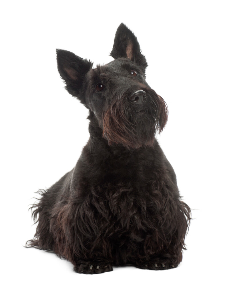 Compensation certificate for 500 kg of CO2 - Scottish Terrier (Scottie)