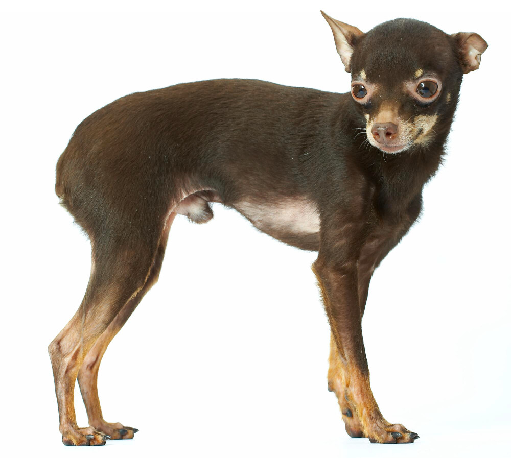 Compensation certificate for 200 kg of CO2 - Russian Toy Terrier