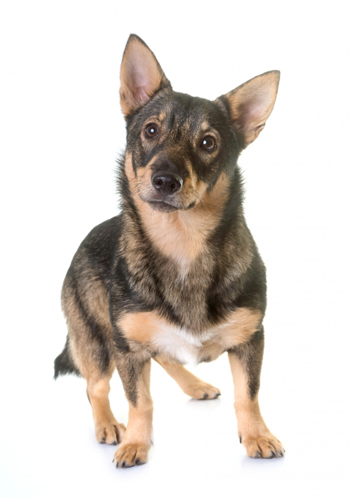 Compensation certificate for 500 kg of CO2 - Swedish Vallhund