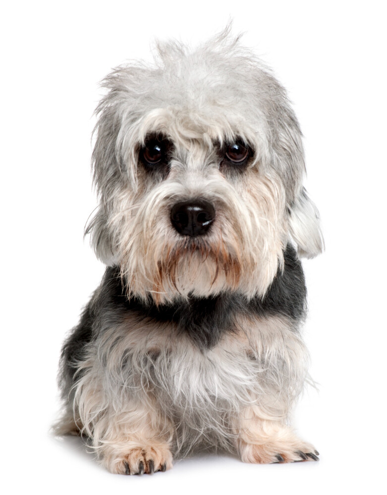 Compensation certificate for 500 kg of CO2 - Dandie Dinmont Terrier