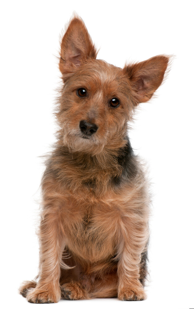 Compensation certificate for 400 kg of CO2 - Australian Terrier