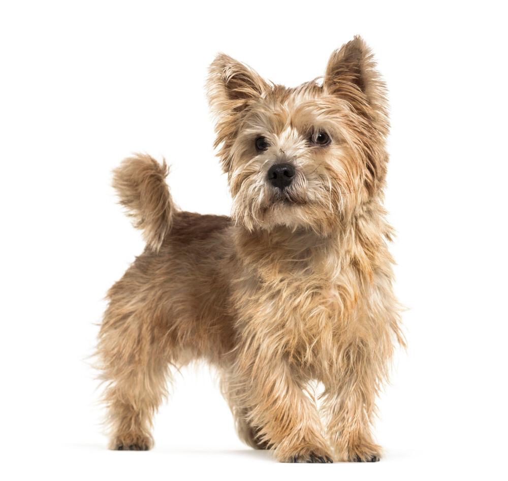 Compensation certificate for 300 kg of CO2 - Norwich Terrier