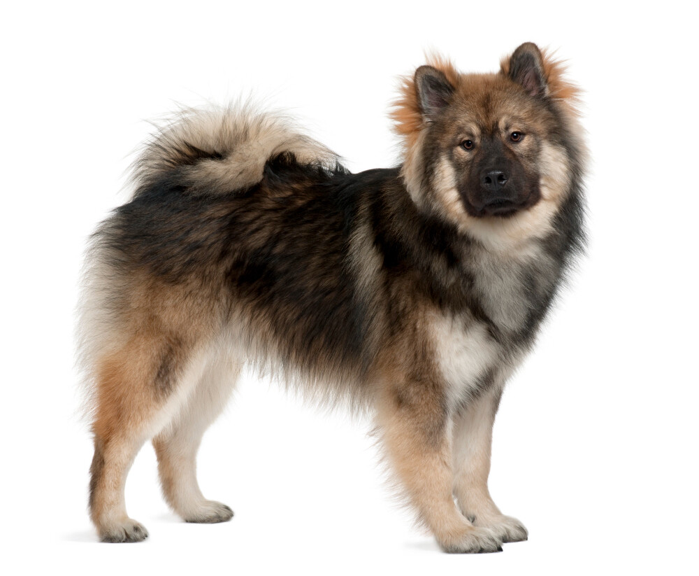 Compensation certificate for 900 kg of CO2 - Eurasier