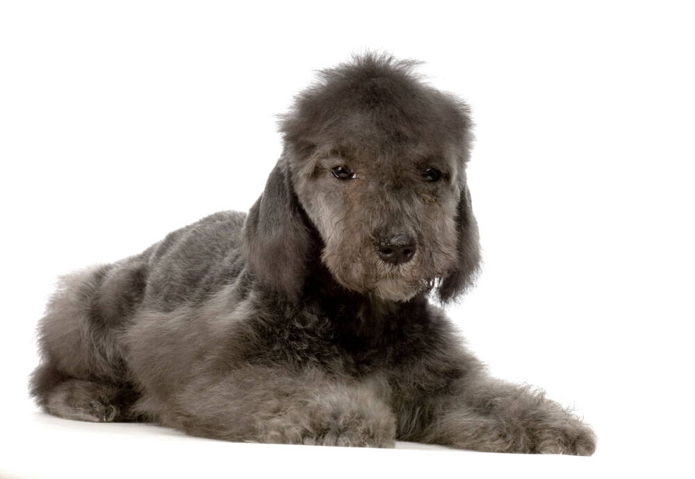 Compensation certificate for 500 kg of CO2 - Bedlington Terrier