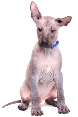 Compensation certificate for 1,000 kg of CO2 - Mexican Hairless Dog