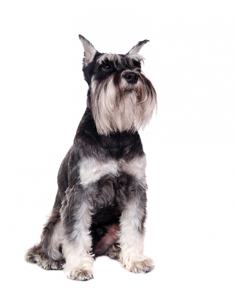 Compensation certificate for 800 kg of CO2 - Medium Schnauzer