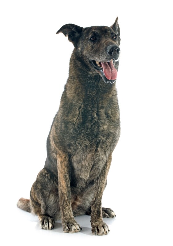 Compensation certificate for 1,100 kg of CO2 - Dutch Shepherd Dog