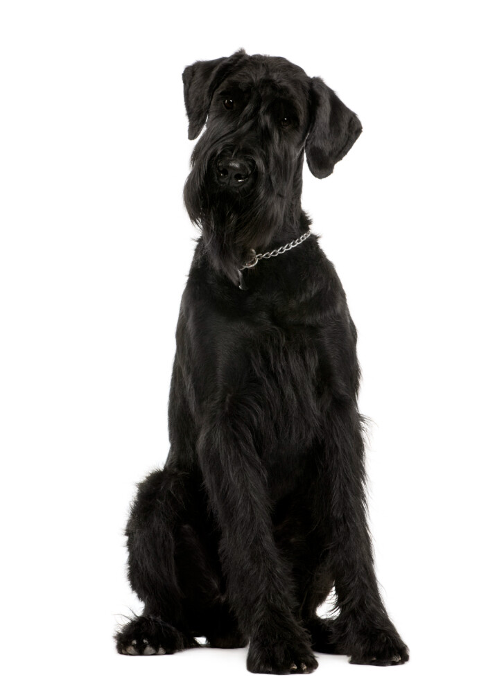 Compensation certificate for 1,300 kg of CO2 - Giant Schnauzer