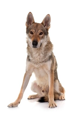 Compensation certificate for 1,100 kg of CO2 - Czechoslovakian Wolfdog