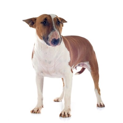 Compensation certificate for 1,100 kg of CO2 - Bull Terrier