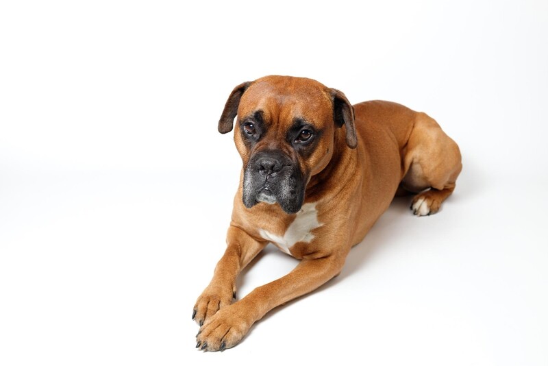 Compensation certificate for 1,200 kg of CO2 - Boxer