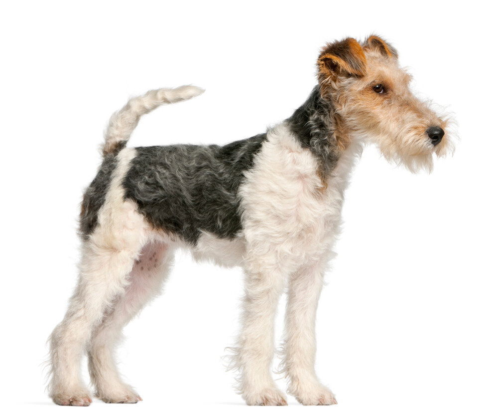 Compensation certificate for 400 kg of CO2 - Wire Hair Fox Terrier