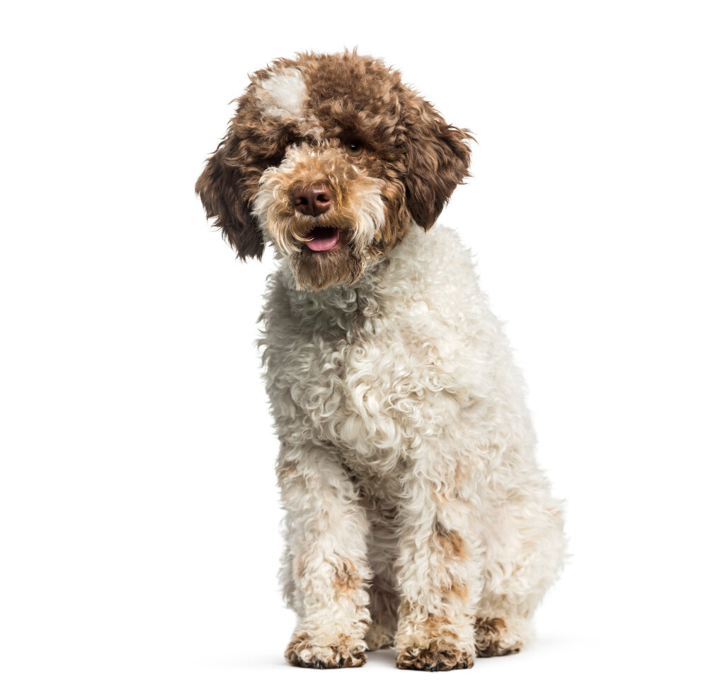 Compensation certificate for 700 kg of CO2 - Lagotto Romagnolo