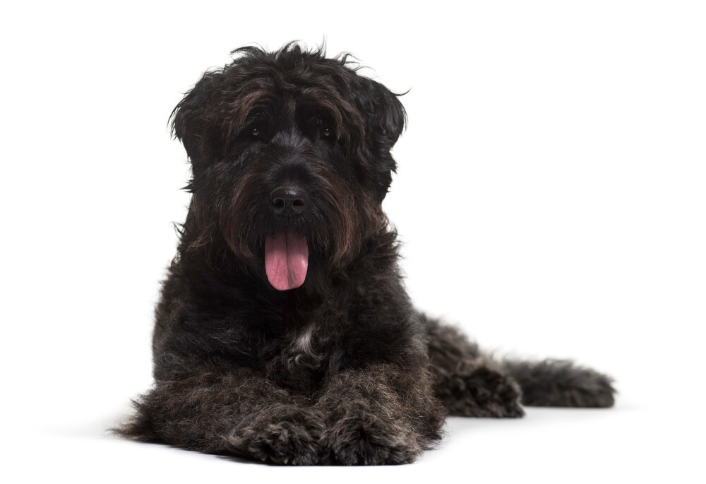 Compensation certificate for 1,200 kg of CO2 - Bouvier des Flandres