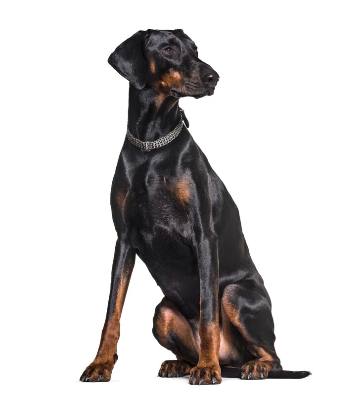 Compensation certificate for 1,400 kg of CO2 - Dobermann
