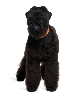 Compensation certificate for 1,900 kg of CO2 - Black Russian Terrier