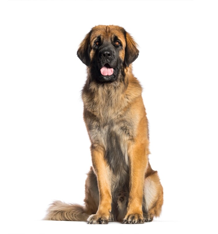 Compensation certificate for 2,100 kg of CO2 - Leonberger