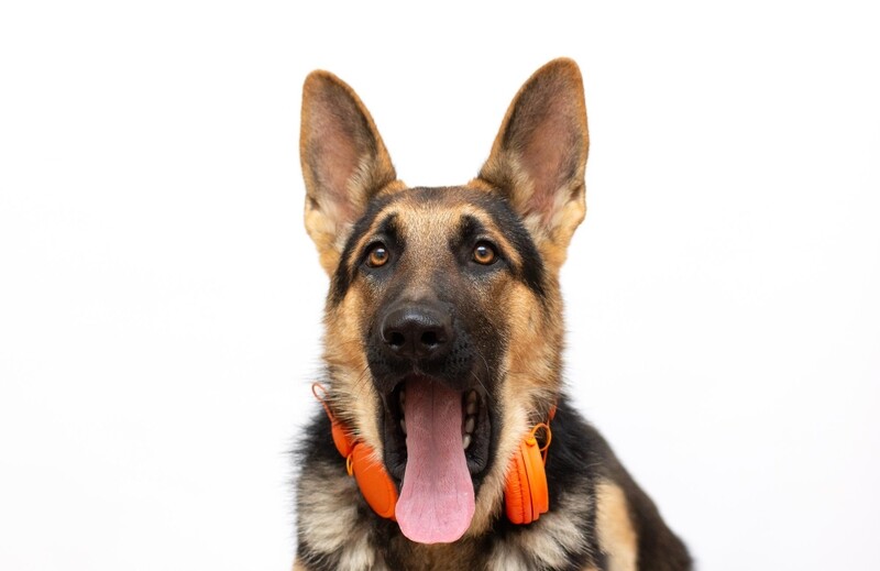 Compensation certificate for 2,300 kg of CO2 - German Mastiff
