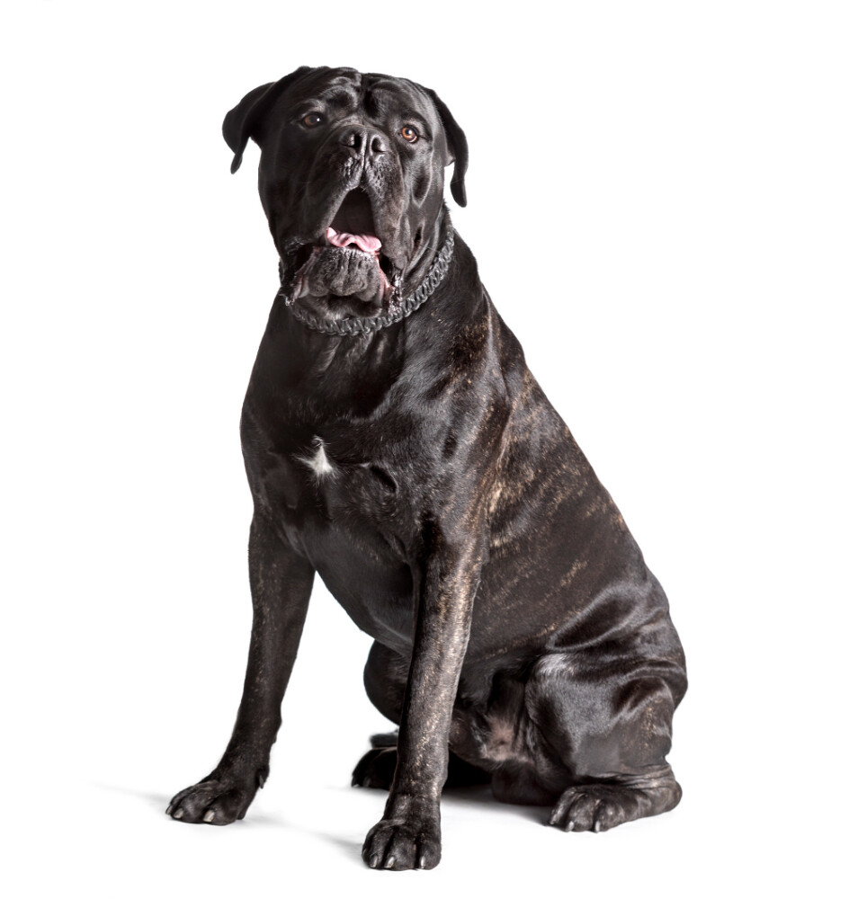 Compensation certificate for 1,600 kg of CO2 - Cane Corso